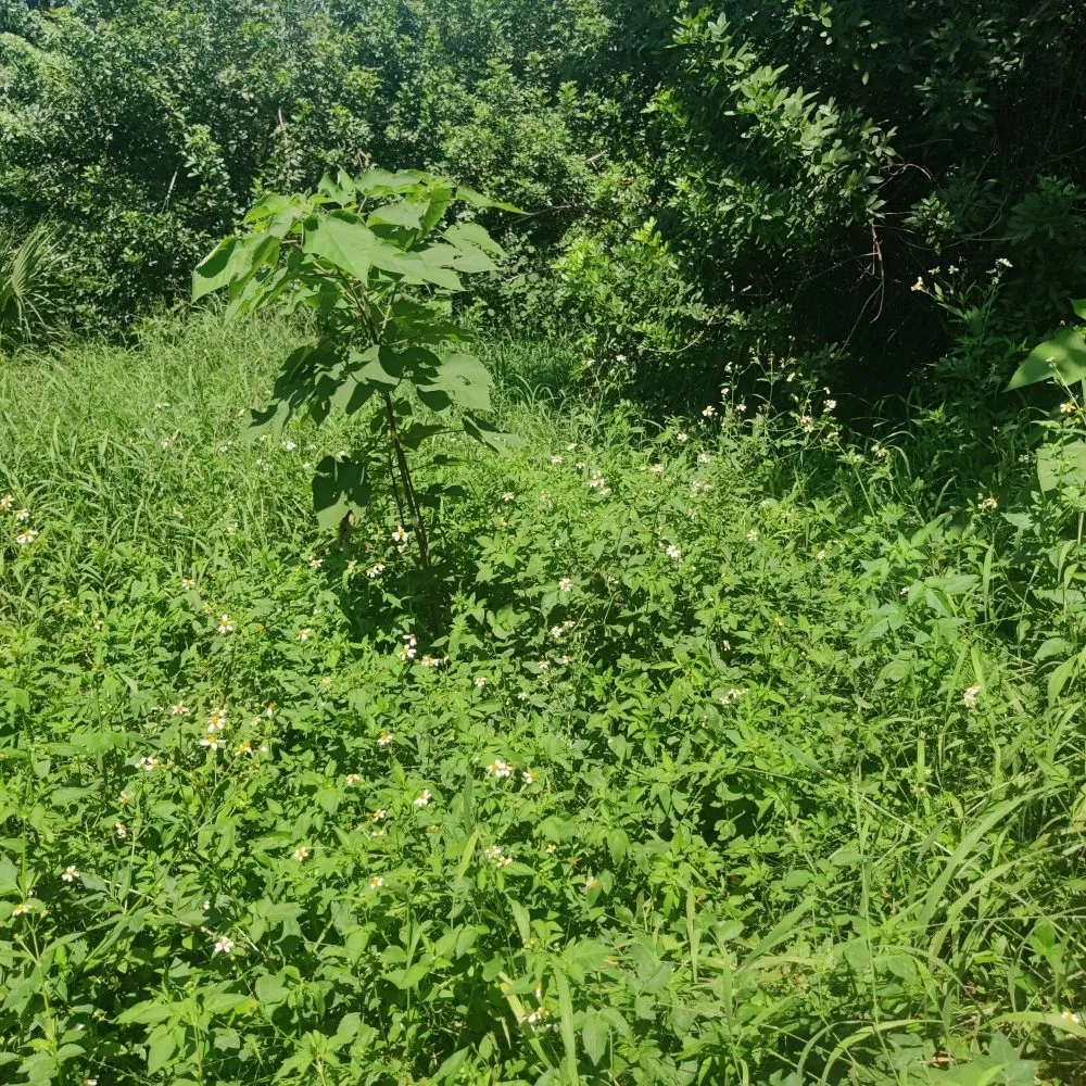 Reliable garden landscaping experts serving Polk City, FL - Nick's Central Florida Lawn Care