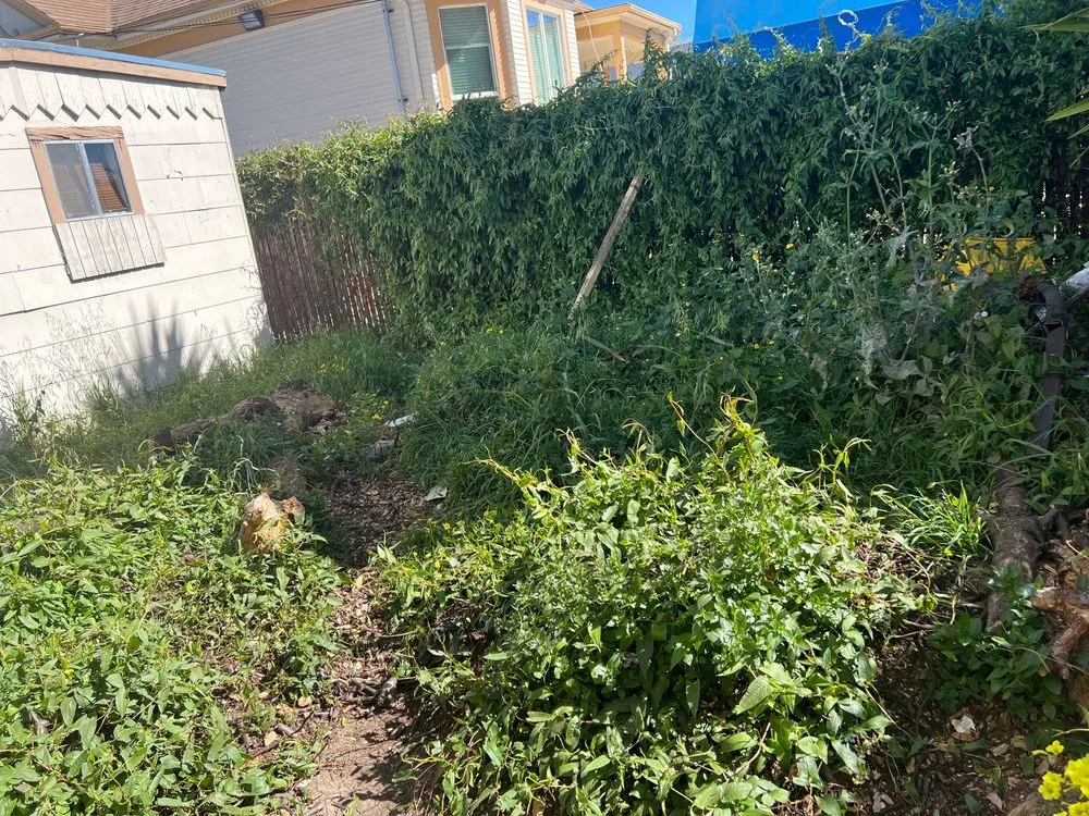 Local yard maintenance in Livermore, CA by Nick's Demo & Hauling