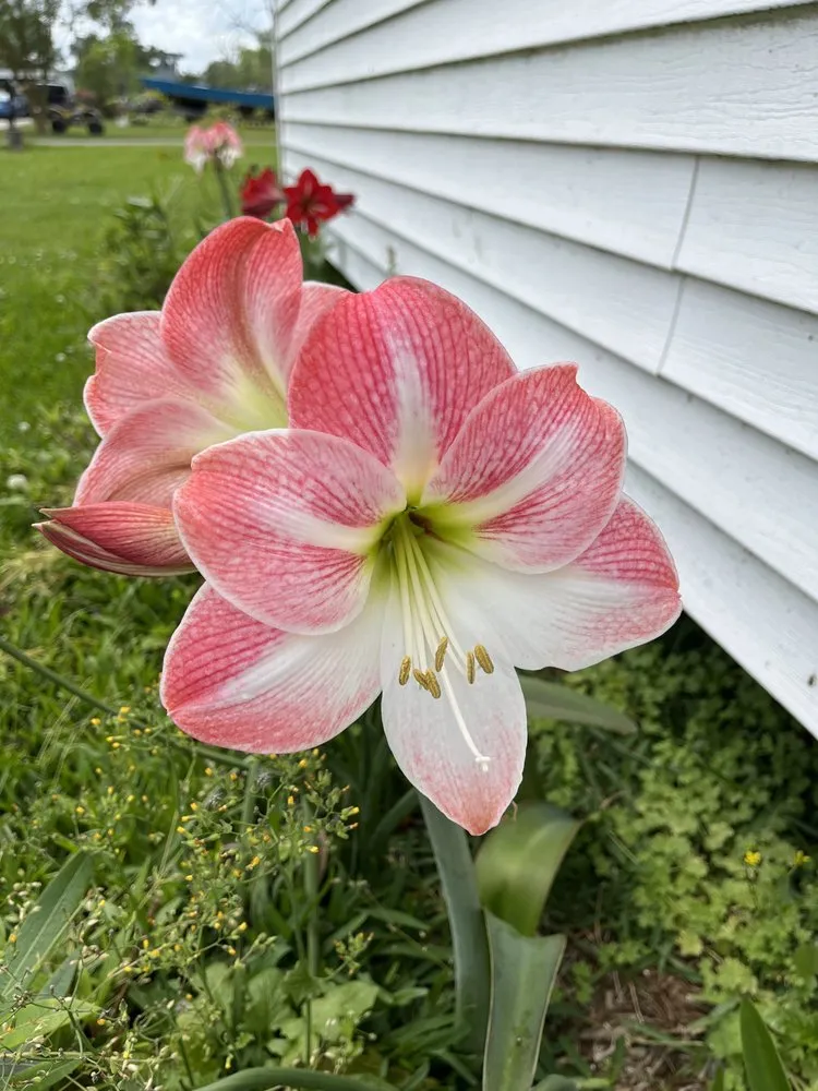 Affordable landscape installation in Violet, LA by Nick's Exterior Services