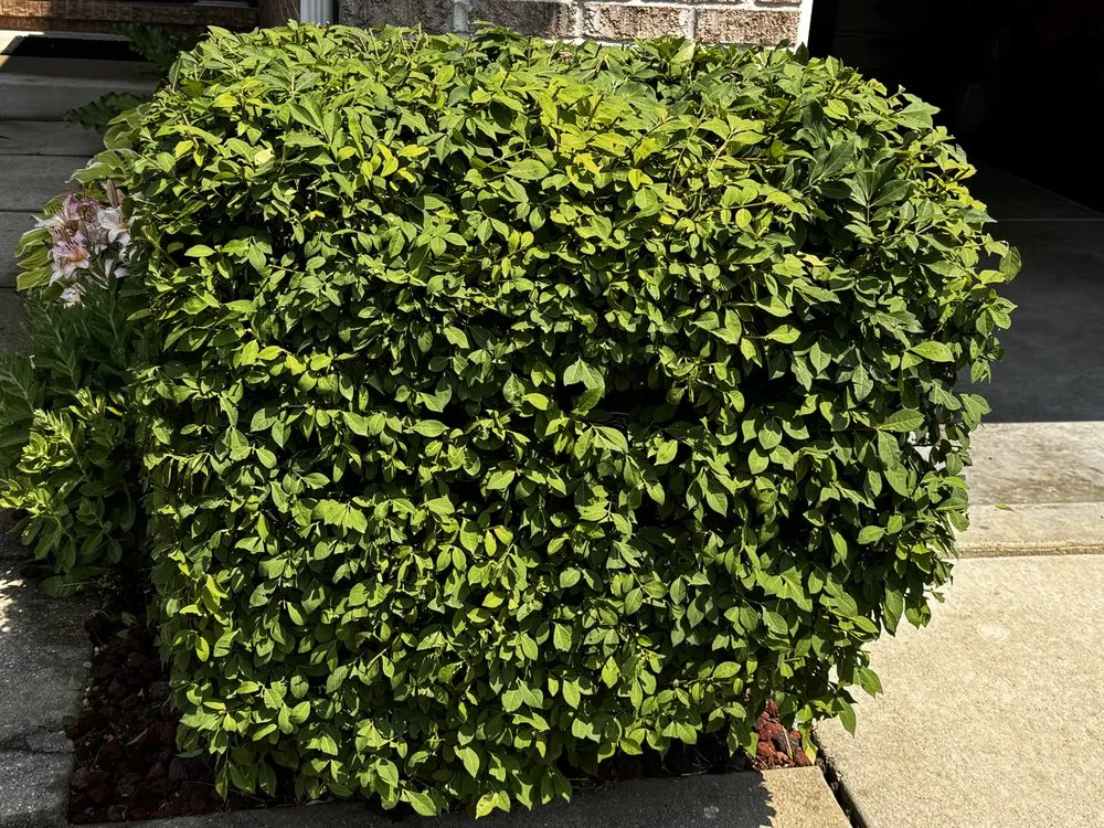 Expert yard maintenance in New Baltimore, MI by Nick’s Labor Service