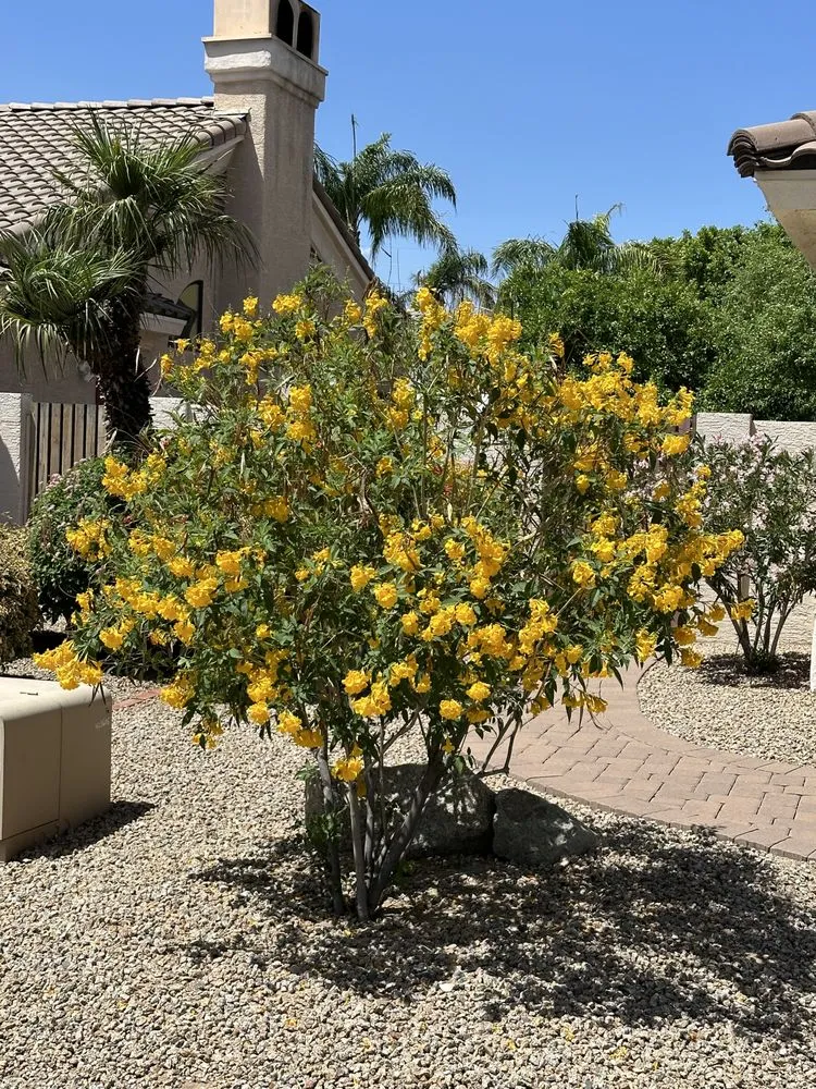 Affordable landscaping services for year-round maintenance in Scottsdale, AZ by Nick's Landscaping