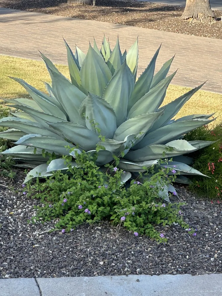 Top-rated outdoor landscaping in Scottsdale, AZ by Nick's Landscaping