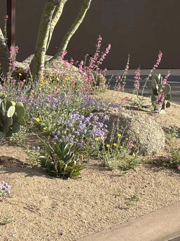 Reliable landscape design experts serving Scottsdale, AZ - Nick's Landscaping