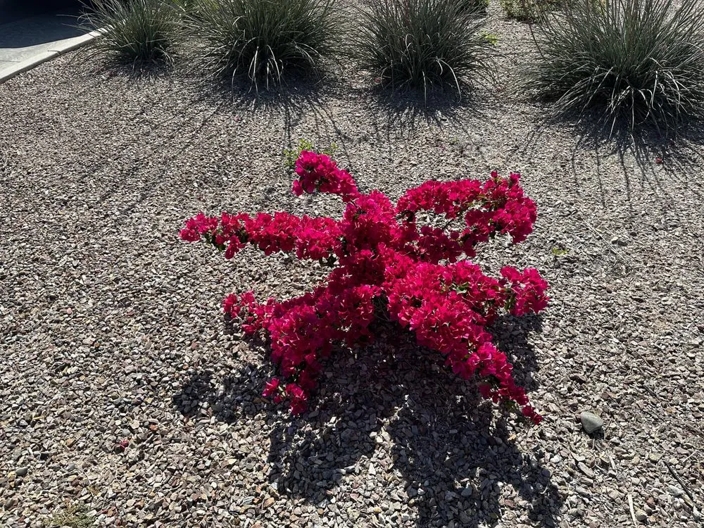 Expert landscape design experts serving Scottsdale, AZ - Nick's Landscaping