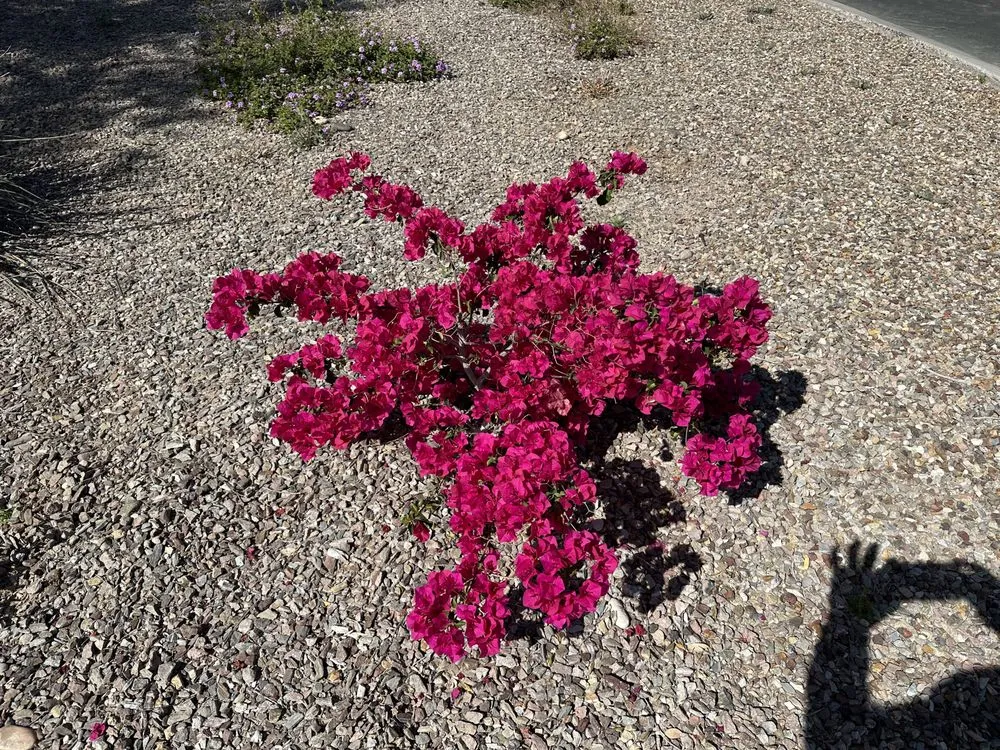 Local lawn mowing service experts serving Scottsdale, AZ - Nick's Landscaping