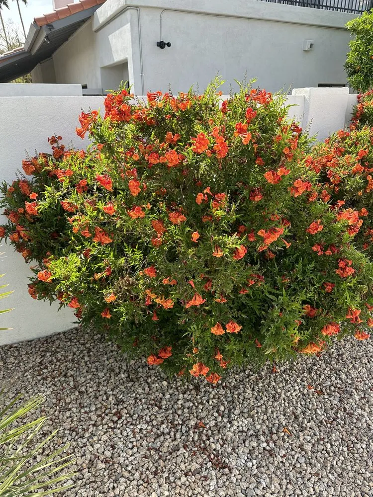 Reliable residential landscaping experts serving Scottsdale, AZ - Nick's Landscaping