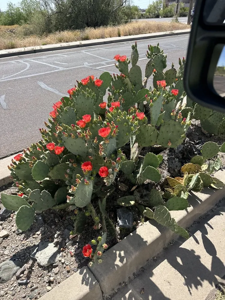 Reliable landscape design for outdoor upgrades in Scottsdale, AZ by Nick's Landscaping