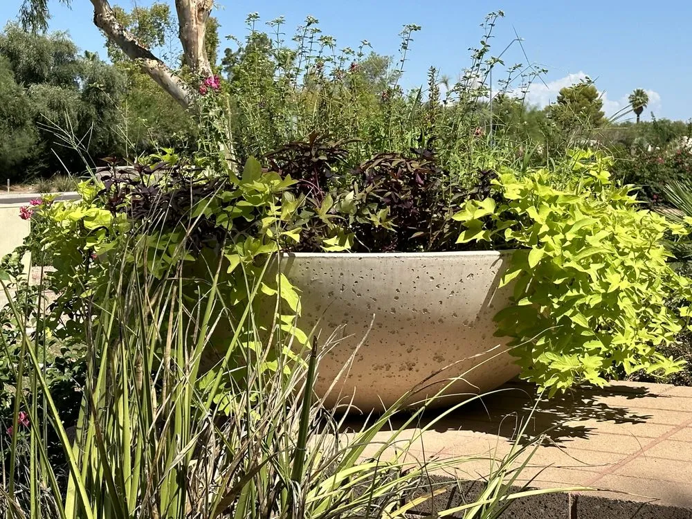 Local lawn care service in Scottsdale, AZ - Nick's Landscaping