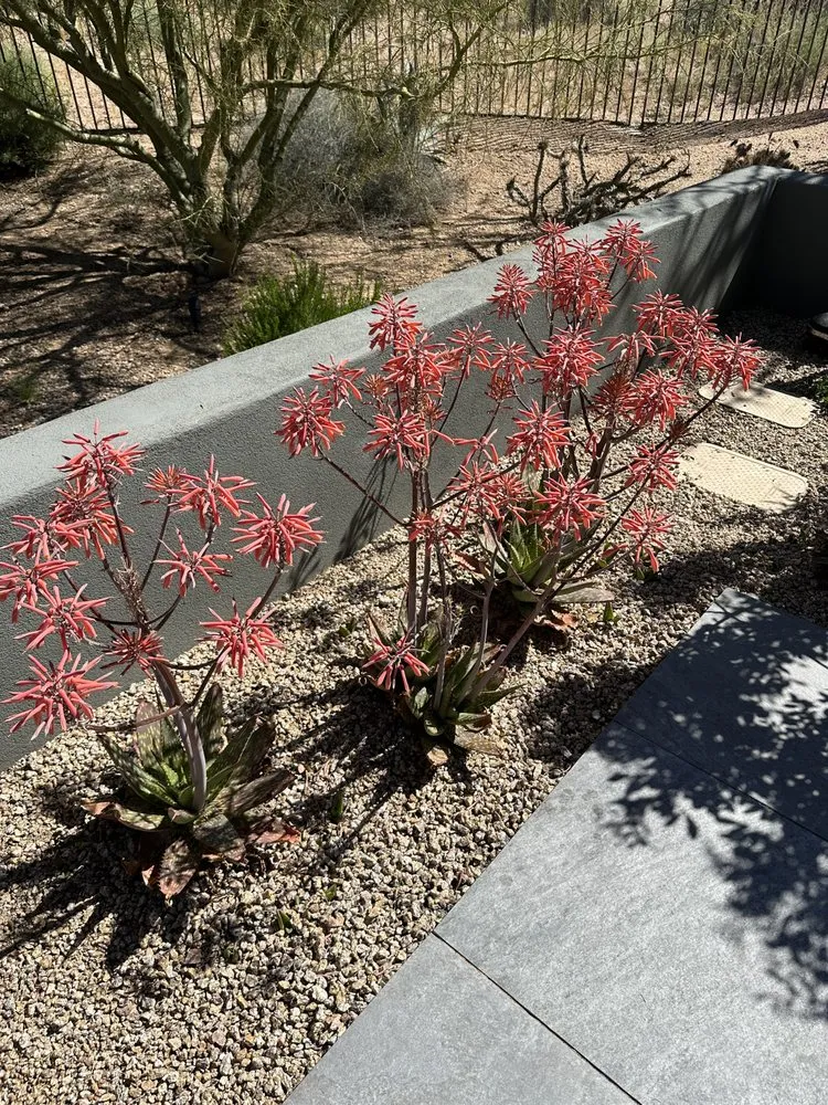 Affordable lawn care service for beautiful yards in Scottsdale, AZ by Nick's Landscaping