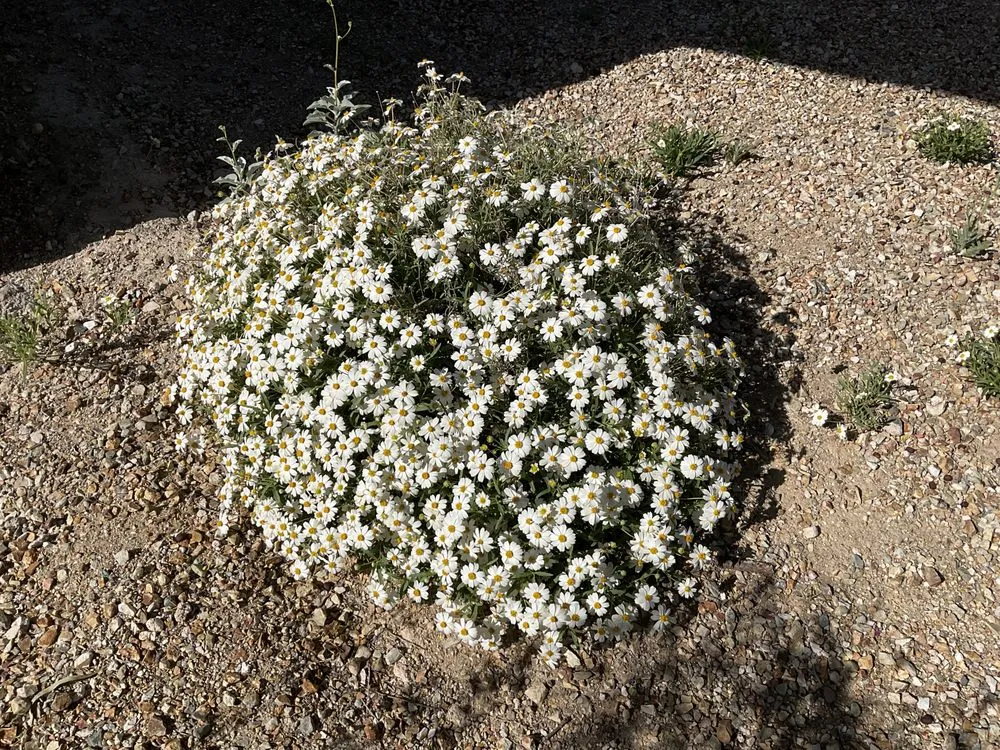 Affordable lawn care service in Scottsdale, AZ by Nick's Landscaping