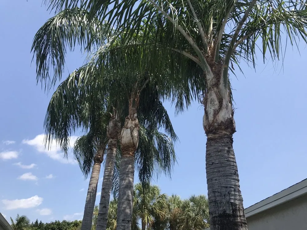 Affordable residential landscaping experts serving Pompano Beach, FL - Nick's Lawn & Nursery