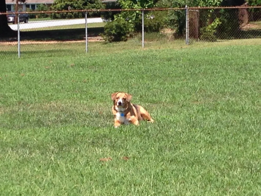 Top-rated landscaping services in Simpsonville, SC by Nick's Lawn mowing & Stump Grinding