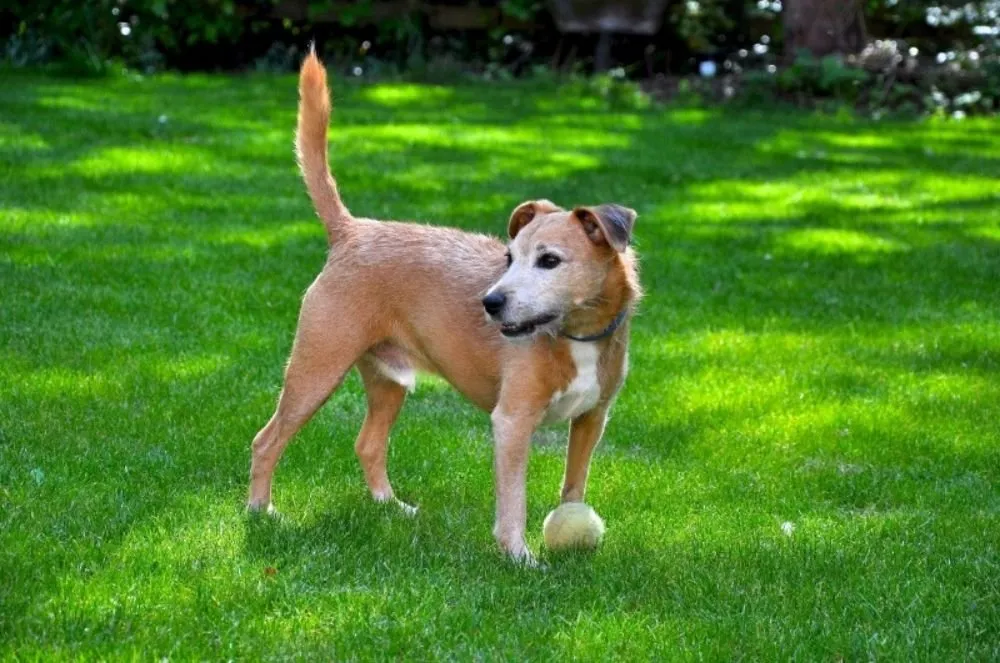 Professional lawn care service in Benicia, CA - NICK'S LAWN SERVICE