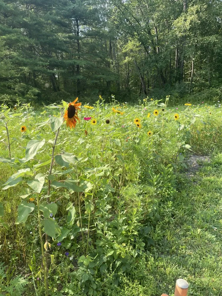 Custom yard cleanup service in Lagrangeville, NY by Nick’s Property Maintenance