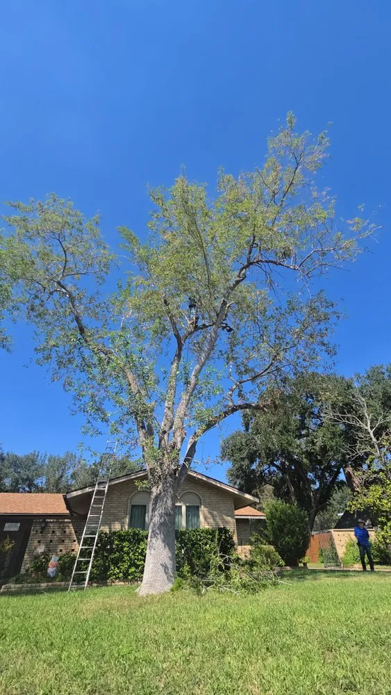 Affordable yard maintenance for residential properties in Alice, TX by Nick's Tree Service