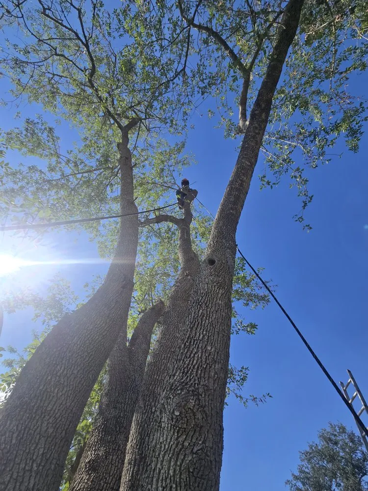 Expert outdoor landscaping in Alice, TX - Nick's Tree Service