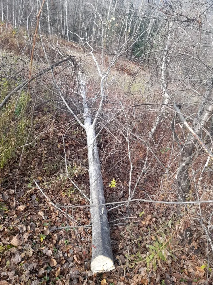 Professional residential landscaping in Newport, VT by Nicks Tree Service and Landscaping