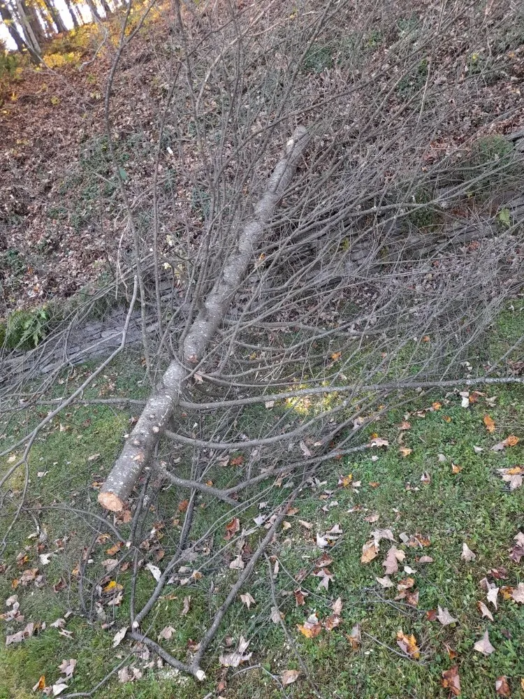 Expert lawn mowing service in Newport, VT by Nicks Tree Service and Landscaping