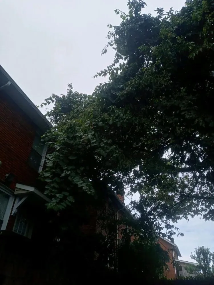 Reliable landscape design in New Kensington, PA - Nicks Tree Service