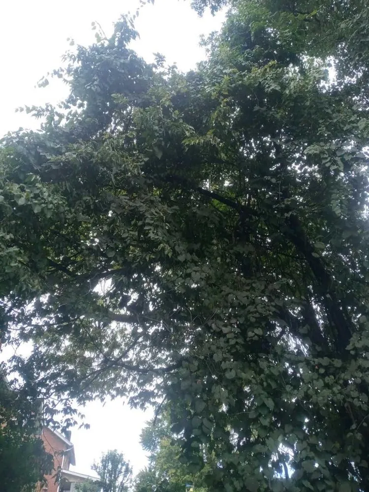 Expert landscape design experts serving New Kensington, PA - Nicks Tree Service