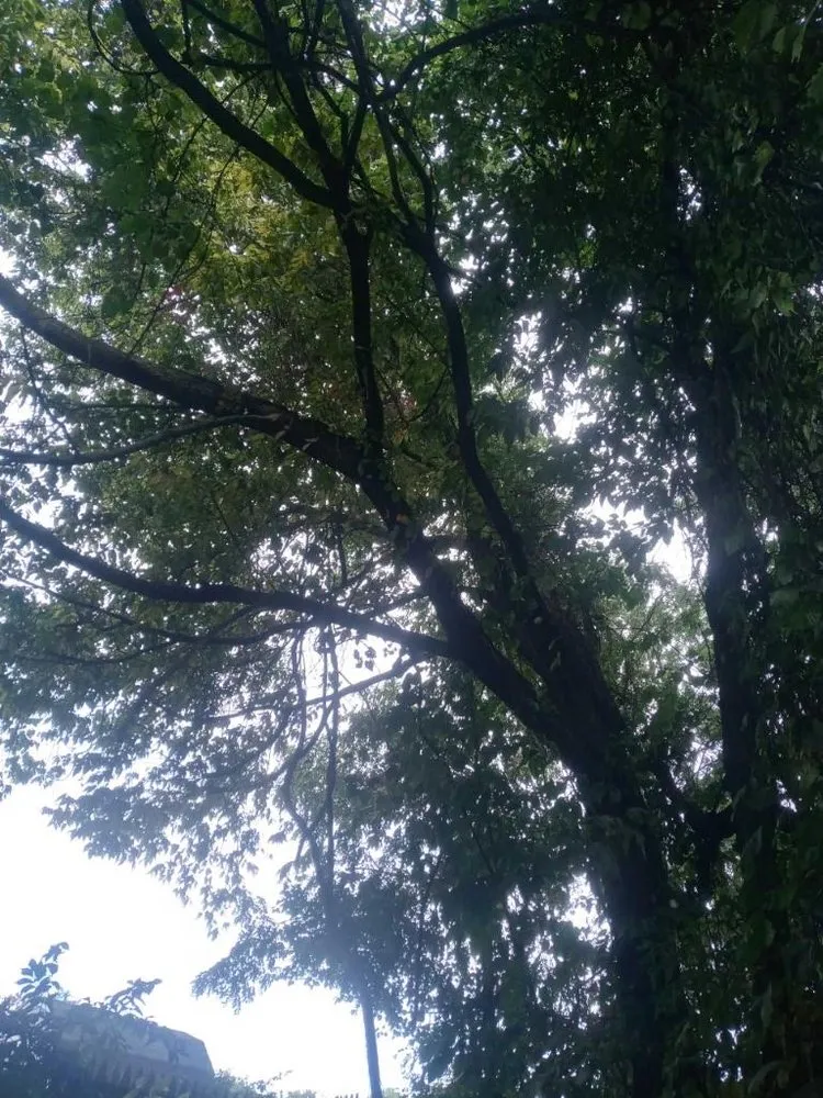 Professional outdoor landscaping for beautiful yards in New Kensington, PA by Nicks Tree Service