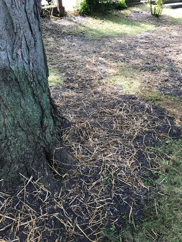 Professional yard cleanup service in Stevensville, MI - Nicolas & Maria Mowing