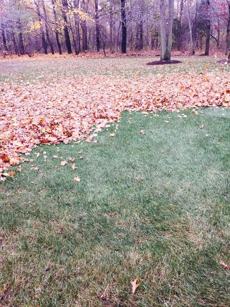 Professional yard cleanup service in Stevensville, MI by Nicolas & Maria Mowing