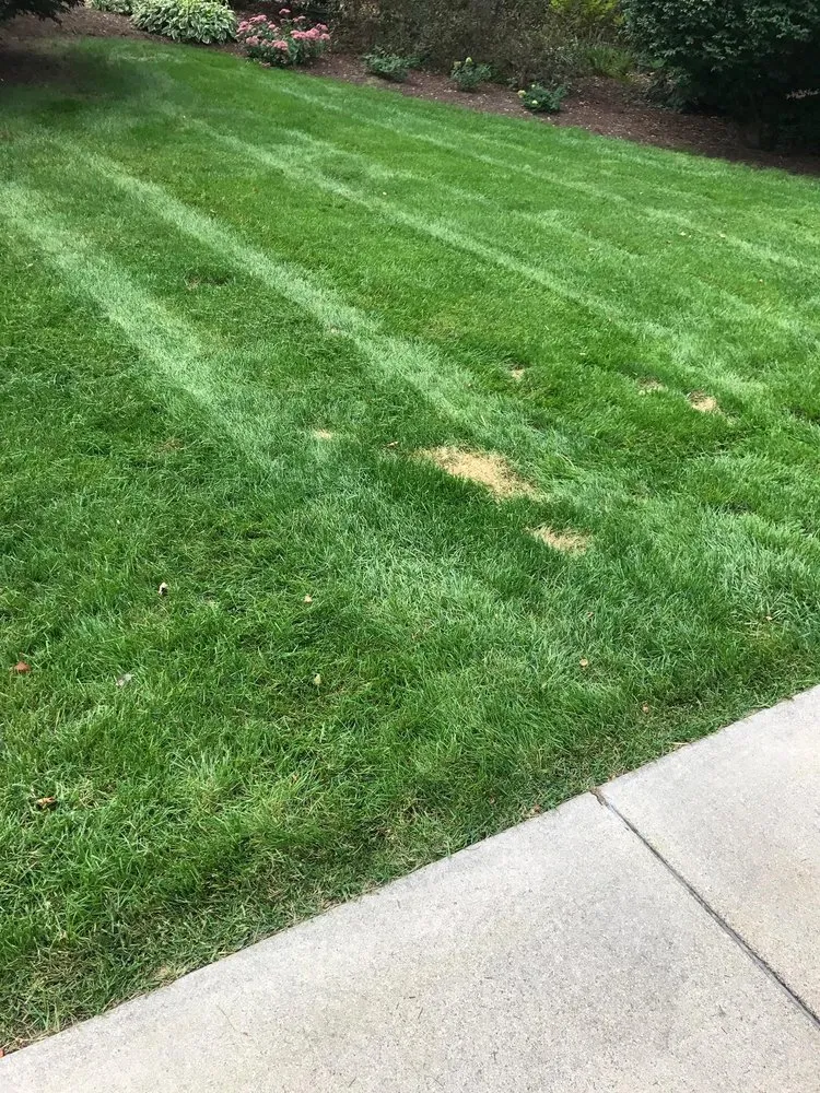 Reliable landscape design in Stevensville, MI by Nicolas & Maria Mowing