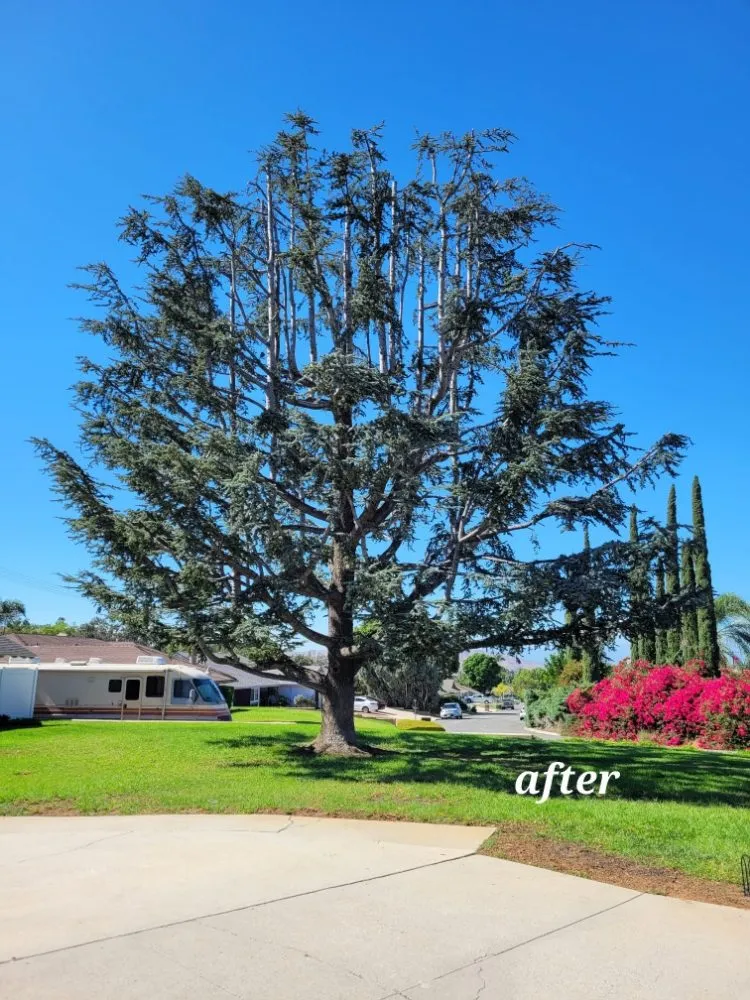 Top-rated landscaping services for residential properties across Perris, CA - Nicolas Landscaping & Tree Service
