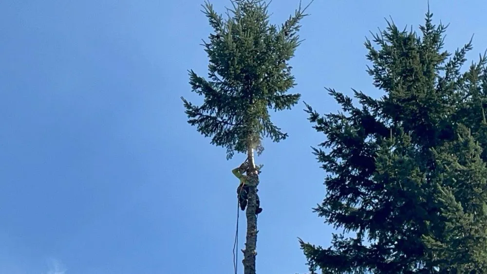 Trusted garden landscaping in Belfair, WA by Nicolas Landscaping And Tree Service