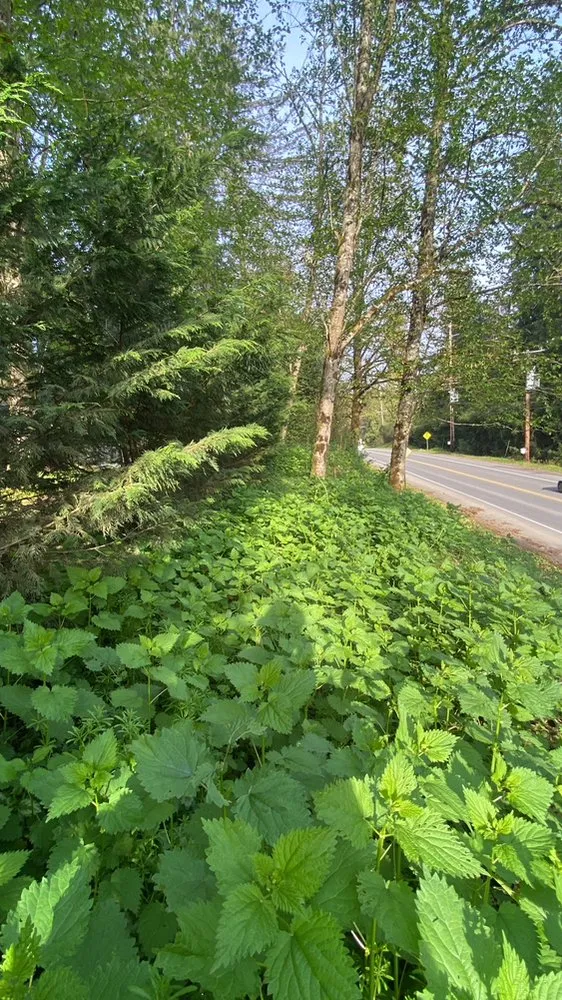 Affordable landscaping services in Belfair, WA - Nicolas Landscaping And Tree Service