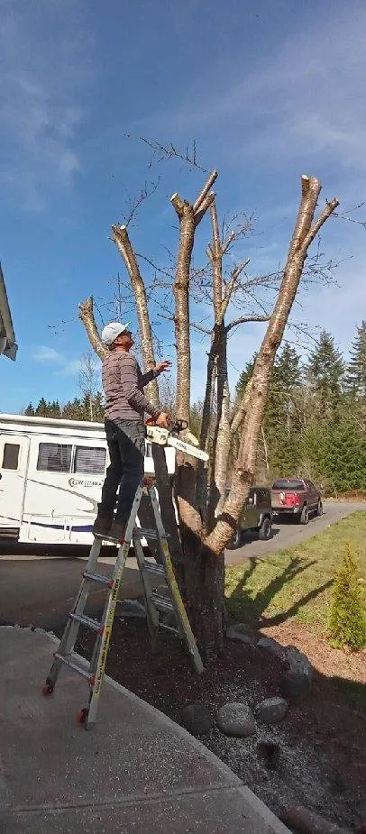 Trusted lawn care service in Centralia, WA by Nicolas landscaping