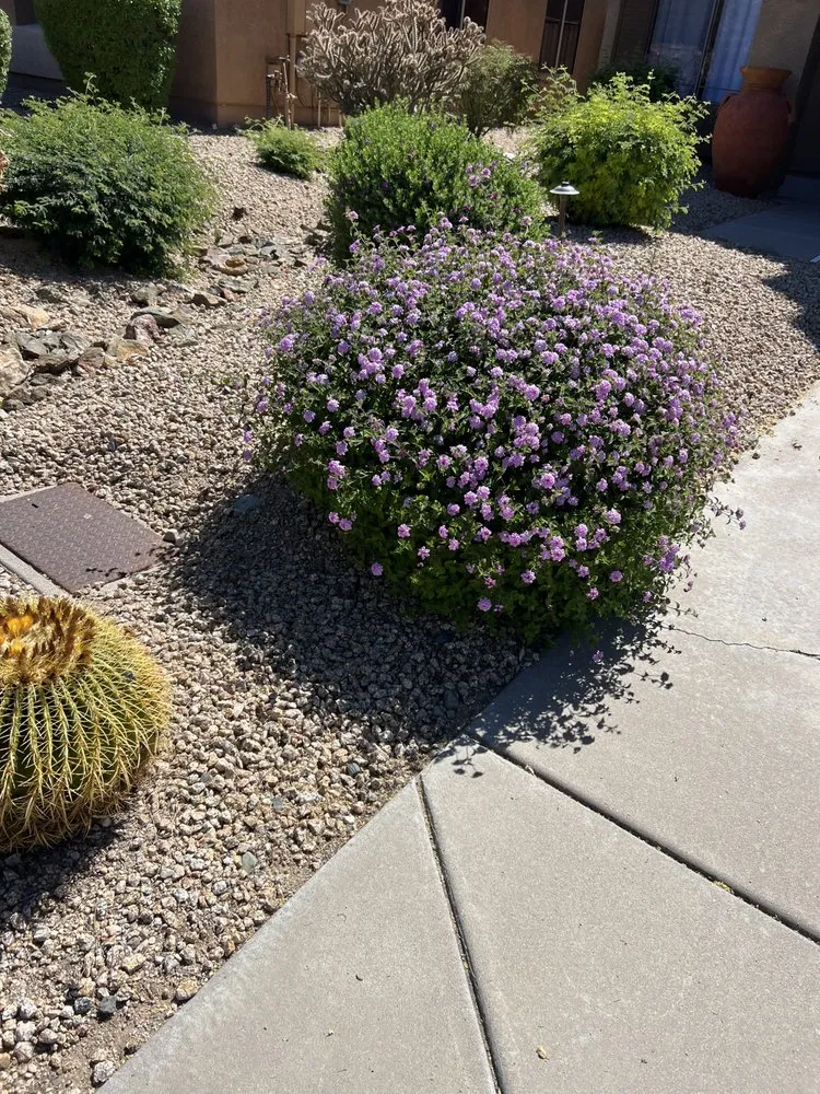 Top-rated outdoor landscaping for beautiful yards in Phoenix, AZ by Nicolas Landscaping