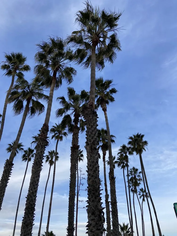 Local yard maintenance for outdoor upgrades in Santa Barbara, CA by Nicolas Lebrero