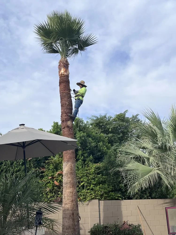 Local yard cleanup service in El Mirage, AZ - Nicolas Tomas Landscaping