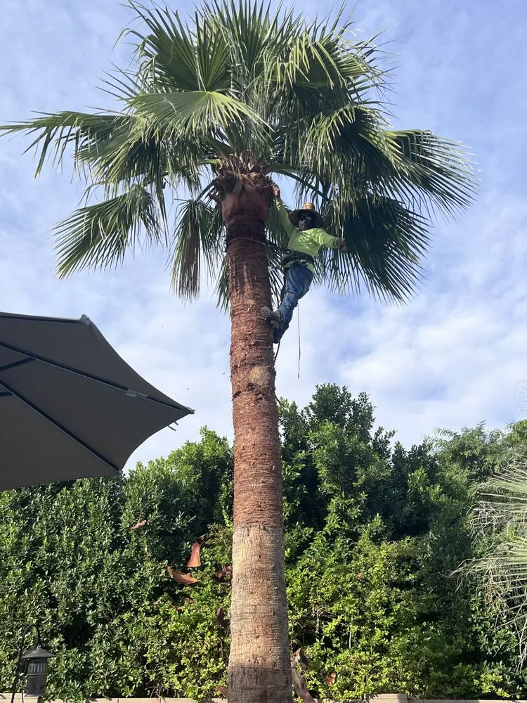 Local lawn mowing service in El Mirage, AZ - Nicolas Tomas Landscaping