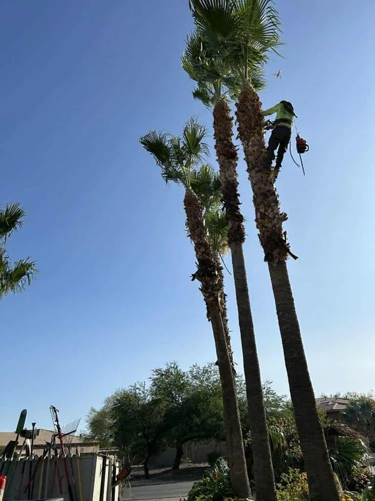 Expert lawn mowing service in El Mirage, AZ - Nicolas Tomas Landscaping