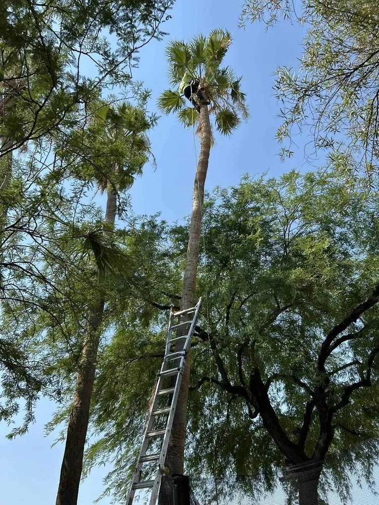 Reliable landscaping services near you across El Mirage, AZ - Nicolas Tomas Landscaping