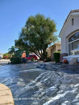 Nicolas Tomas Landscaping Logo