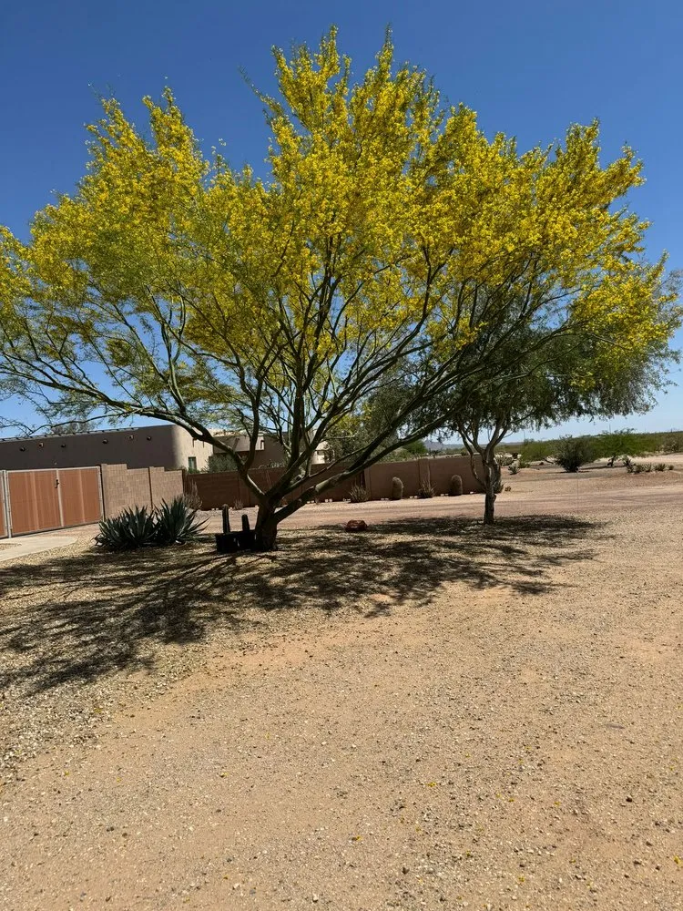 Affordable landscape installation in El Mirage, AZ by Niebla Landscaping