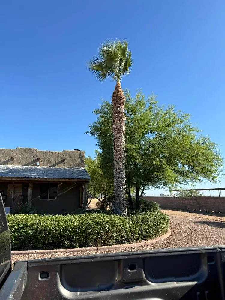 Local landscape installation with custom design across El Mirage, AZ - Niebla Landscaping