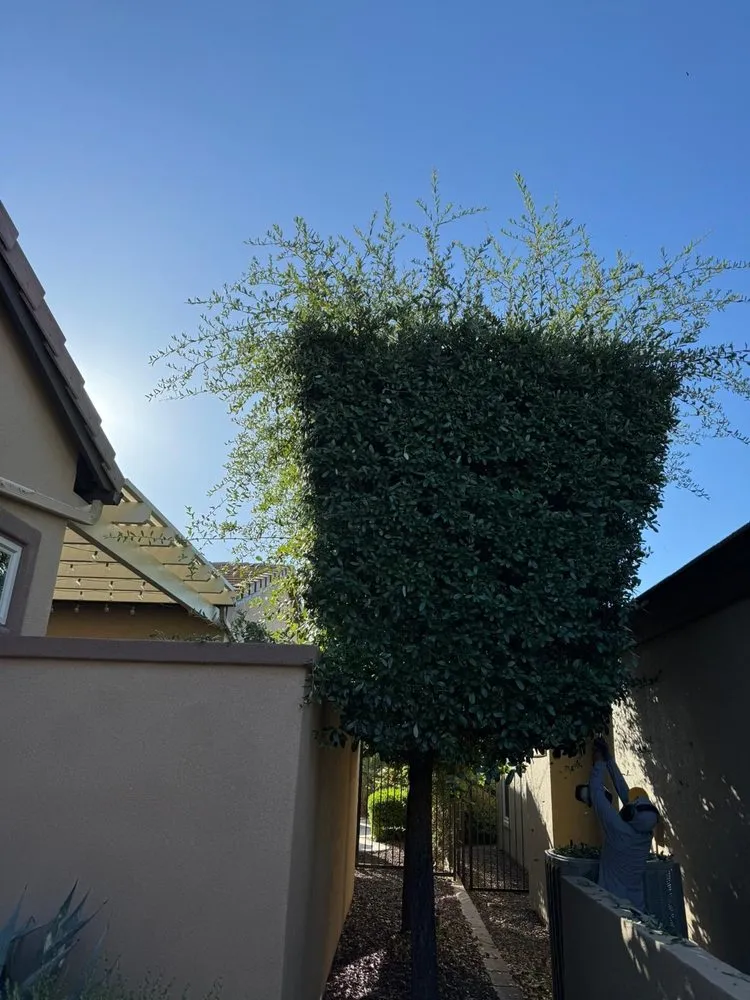 Affordable yard cleanup service experts serving El Mirage, AZ - Niebla Landscaping