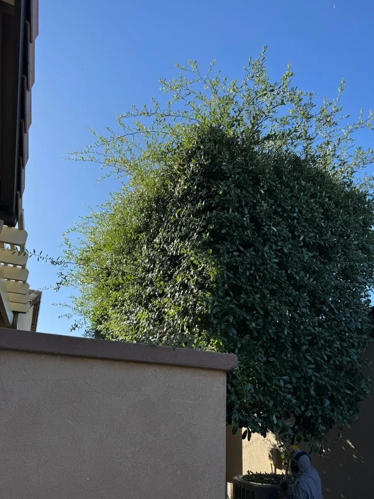 Professional lawn care service for outdoor upgrades across El Mirage, AZ - Niebla Landscaping