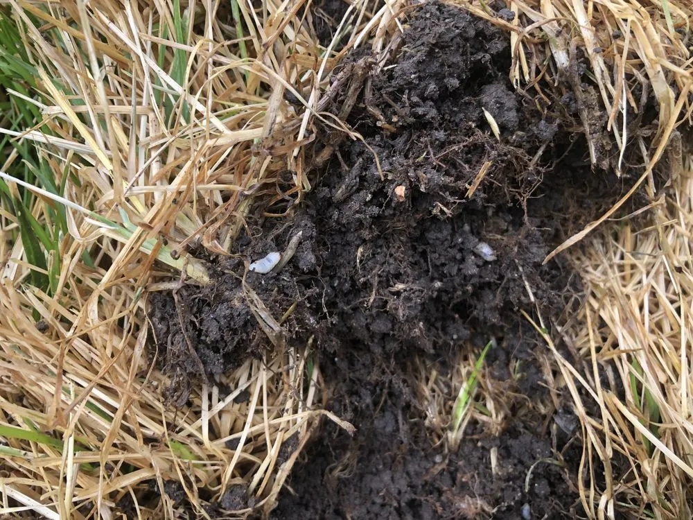 Local lawn care service in Eureka, UT by Nielsen's Lawn Care and Pest control