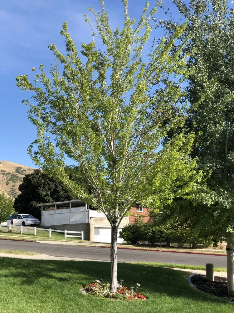 Reliable yard maintenance for year-round maintenance in Eureka, UT by Nielsen's Lawn Care and Pest control