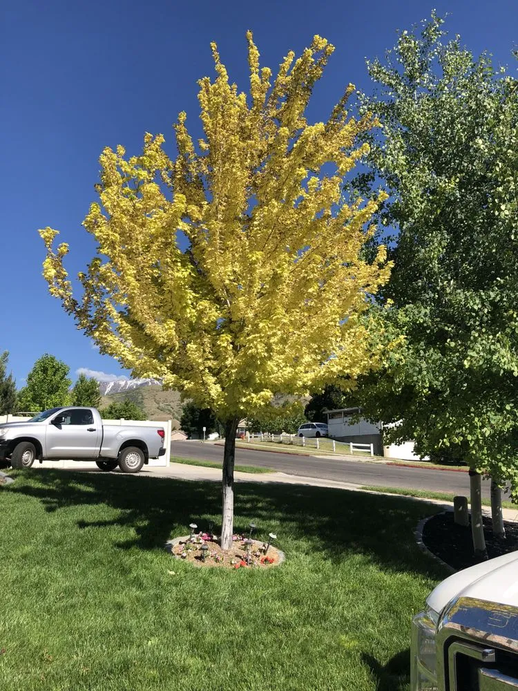 Reliable landscape design in Eureka, UT by Nielsen's Lawn Care and Pest control
