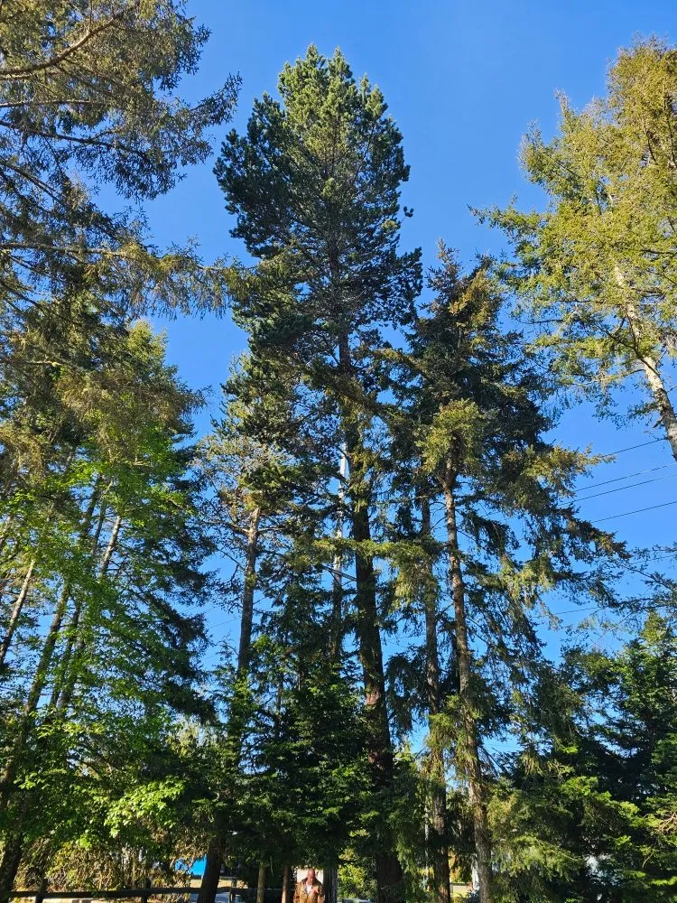 Professional landscaping services for year-round maintenance across Naselle, WA - Nielson & Son's Tree Service