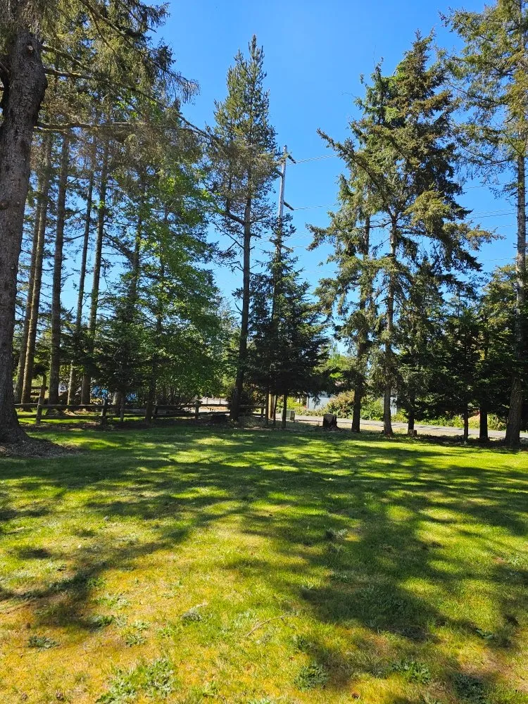 Local yard cleanup service for residential properties in Naselle, WA by Nielson & Son's Tree Service