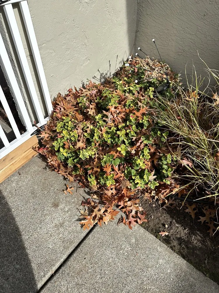 Expert lawn mowing service in Windsor, CA - Nieto Landscaping & Maintenance