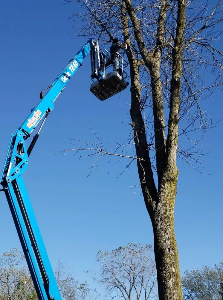 Trusted lawn care service in Kenosha, WI by Nieto Landscaping and Tree Services